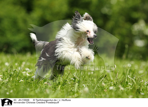 rennender Chinese Crested Powderpuff / running Chinese Crested Powderpuff / JH-15688