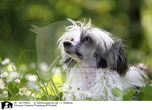 Chinese Crested Powderpuff Portrait / Chinese Crested Powderpuff Portrait / JH-15693