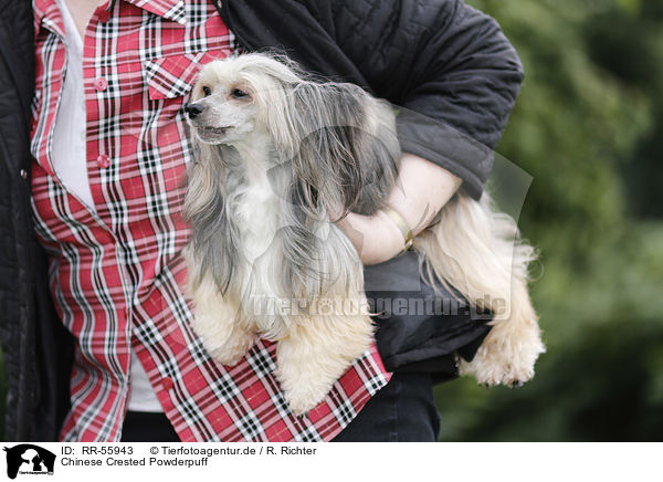 Chinese Crested Powderpuff / Chinese Crested Powderpuff / RR-55943
