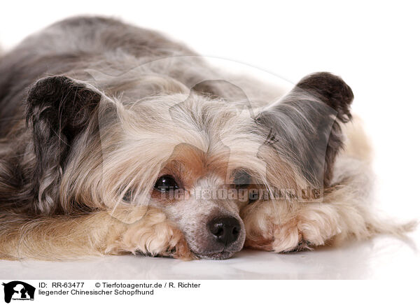 liegender Chinesischer Schopfhund / lying Chinese Crested Dog Powder Puff / RR-63477