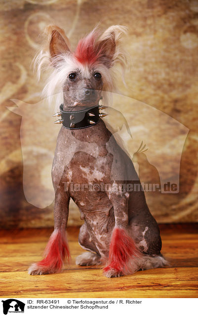 sitzender Chinesischer Schopfhund / sitting Chinese Crested Dog / RR-63491