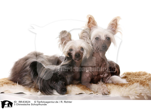 3 Chinesische Schopfhunde / 3 Chinese Crested Dogs / RR-63624