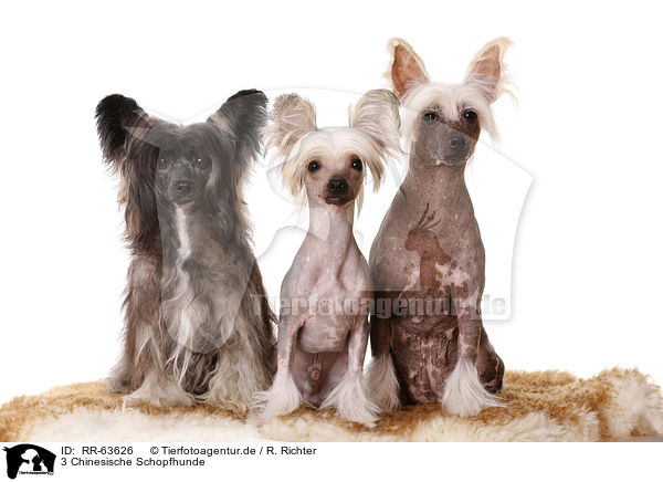 3 Chinesische Schopfhunde / 3 Chinese Crested Dogs / RR-63626