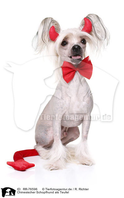 Chinesischer Schopfhund als Teufel / Chinese Crested Dog as devil / RR-76596