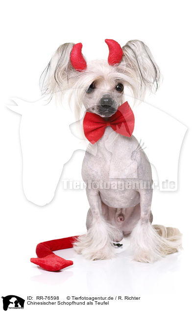 Chinesischer Schopfhund als Teufel / Chinese Crested Dog as devil / RR-76598