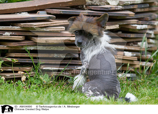 Chinese Crested Dog Welpe / Chinese Crested Dog Puppy / AM-04890