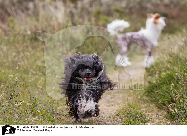 2 Chinese Crested Dogs / AM-04909