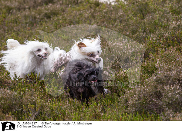 3 Chinese Crested Dogs / AM-04937