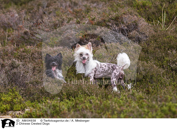 2 Chinese Crested Dogs / 2 Chinese Crested Dogs / AM-04938