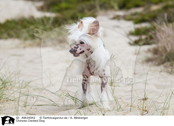 Chinese Crested Dog / AM-04942