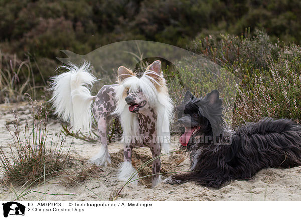 2 Chinese Crested Dogs / AM-04943