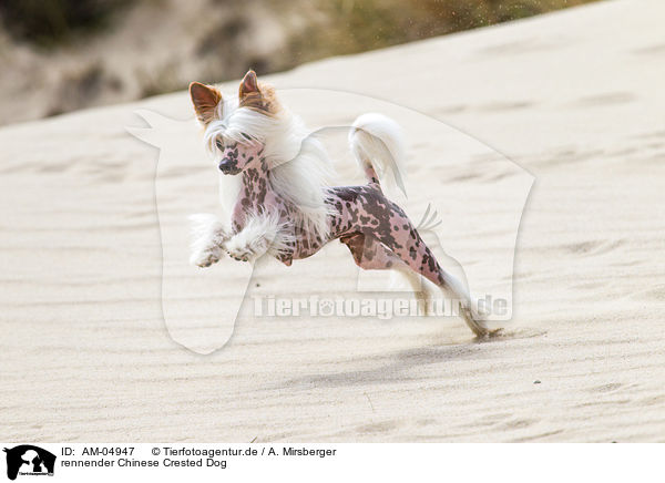 rennender Chinese Crested Dog / AM-04947