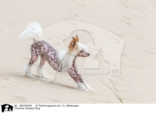 Chinese Crested Dog / AM-04949