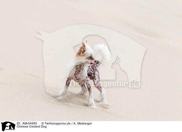 Chinese Crested Dog / AM-04950