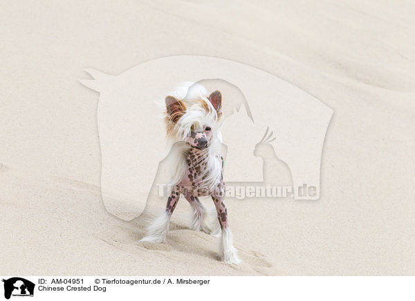 Chinese Crested Dog / AM-04951