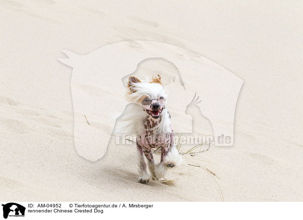 rennender Chinese Crested Dog / AM-04952
