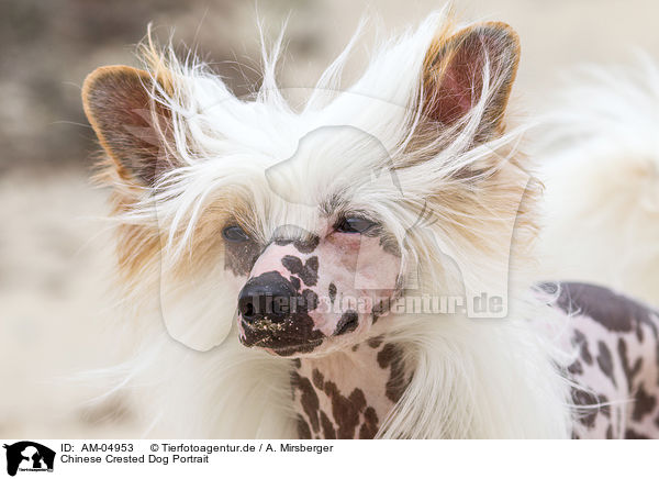 Chinese Crested Dog Portrait / AM-04953