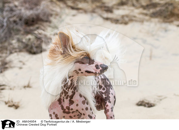 Chinese Crested Dog Portrait / AM-04954