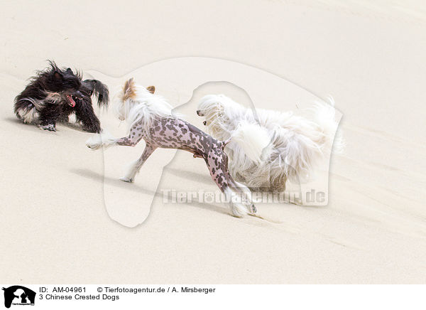 3 Chinese Crested Dogs / AM-04961