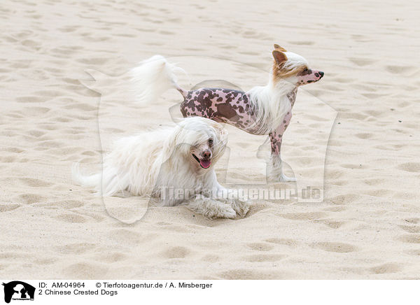 2 Chinese Crested Dogs / AM-04964