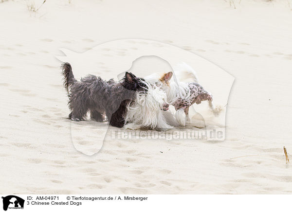 3 Chinese Crested Dogs / 3 Chinese Crested Dogs / AM-04971