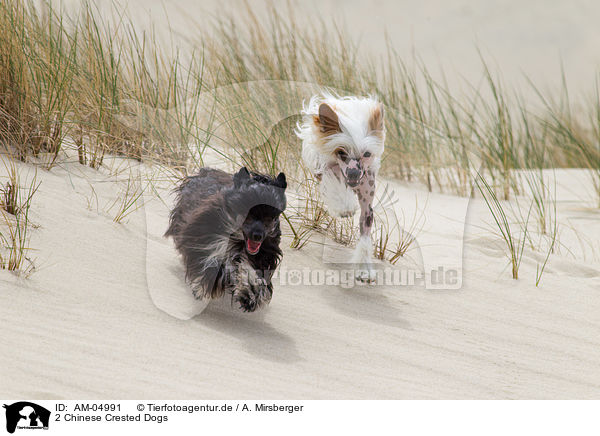 2 Chinese Crested Dogs / 2 Chinese Crested Dogs / AM-04991