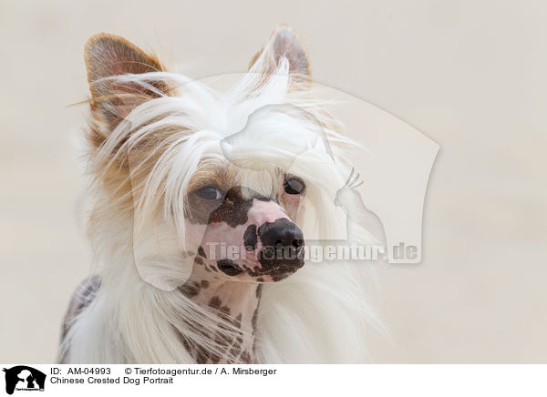 Chinese Crested Dog Portrait / Chinese Crested Dog Portrait / AM-04993