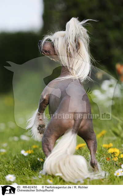 Chinesischer Schopfhund / Chinese Crested Dog / RR-82450