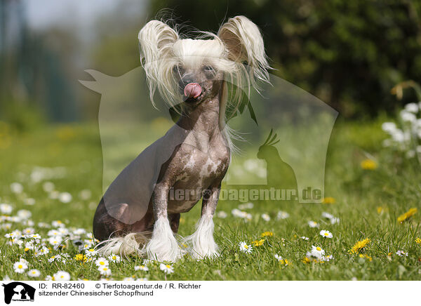 sitzender Chinesischer Schopfhund / sitting Chinese Crested Dog / RR-82460