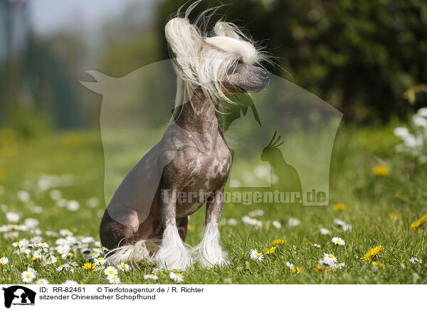 sitzender Chinesischer Schopfhund / sitting Chinese Crested Dog / RR-82461