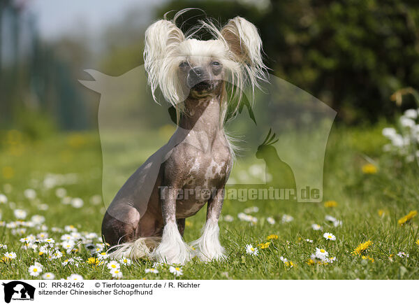 sitzender Chinesischer Schopfhund / sitting Chinese Crested Dog / RR-82462