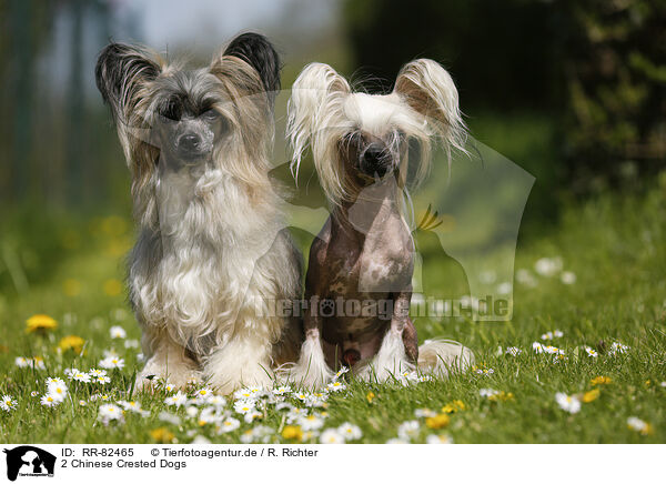 2 Chinese Crested Dogs / 2 Chinese Crested Dogs / RR-82465