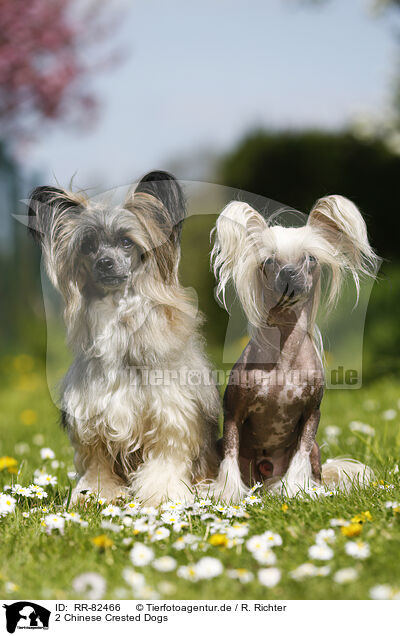 2 Chinese Crested Dogs / 2 Chinese Crested Dogs / RR-82466