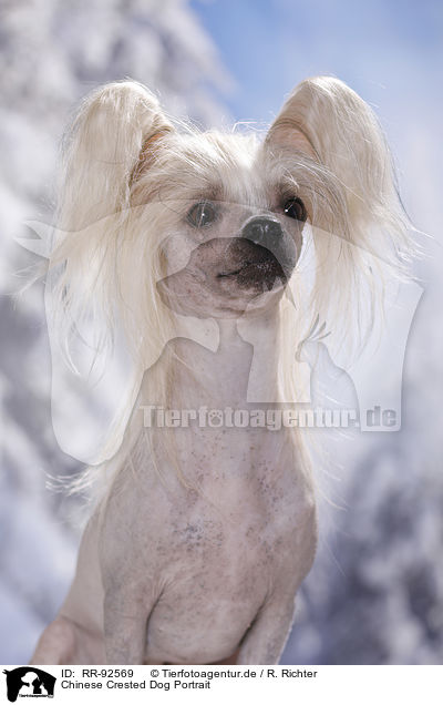 Chinese Crested Dog Portrait / Chinese Crested Dog Portrait / RR-92569