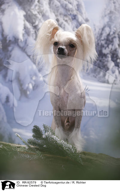 Chinese Crested Dog / Chinese Crested Dog / RR-92579