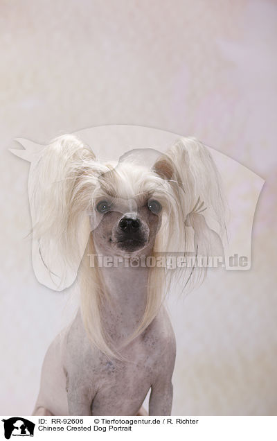 Chinese Crested Dog Portrait / Chinese Crested Dog Portrait / RR-92606
