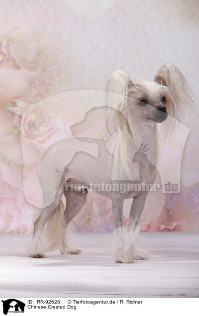 Chinese Crested Dog / Chinese Crested Dog / RR-92628