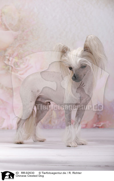 Chinese Crested Dog / Chinese Crested Dog / RR-92630