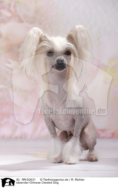 sitzender Chinese Crested Dog / sitting Chinese Crested Dog / RR-92631