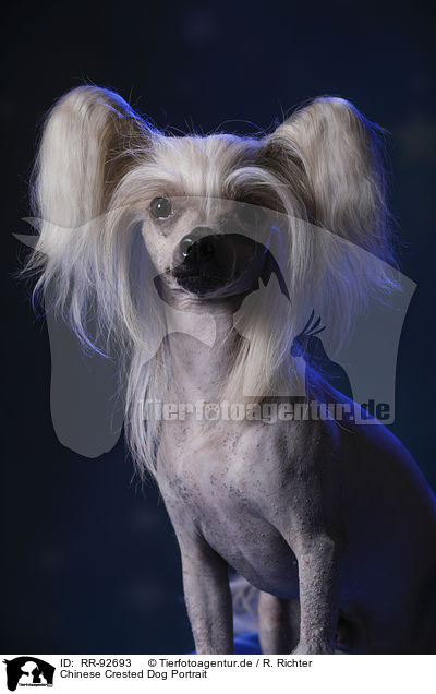 Chinese Crested Dog Portrait / Chinese Crested Dog Portrait / RR-92693