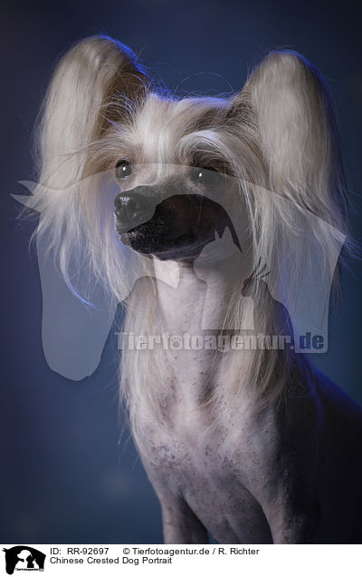 Chinese Crested Dog Portrait / RR-92697