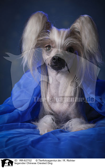 liegender Chinese Crested Dog / lying Chinese Crested Dog / RR-92702