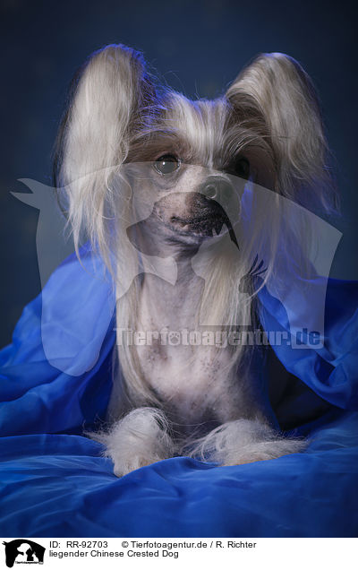 liegender Chinese Crested Dog / lying Chinese Crested Dog / RR-92703