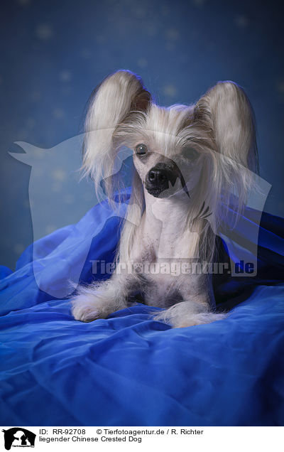 liegender Chinese Crested Dog / lying Chinese Crested Dog / RR-92708
