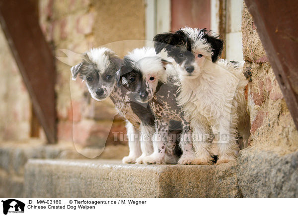 Chinese Crested Dog Welpen / Chinese Crested Dog Puppies / MW-03160