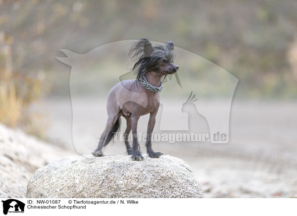 Chinesischer Schopfhund / Chinese Crested Dog / NW-01087