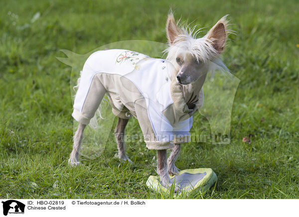 Chinese Crested / Chinese Crested / HBO-02819