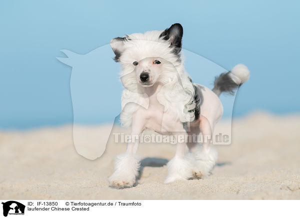 laufender Chinese Crested / walking Chinese Crested / IF-13850