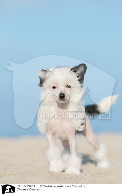 Chinese Crested / Chinese Crested / IF-13851