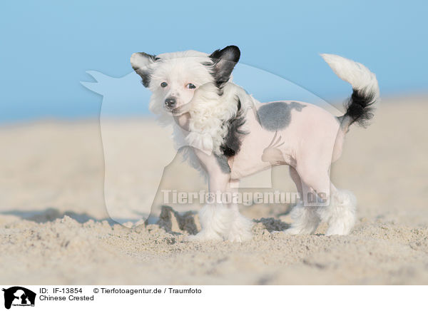 Chinese Crested / Chinese Crested / IF-13854